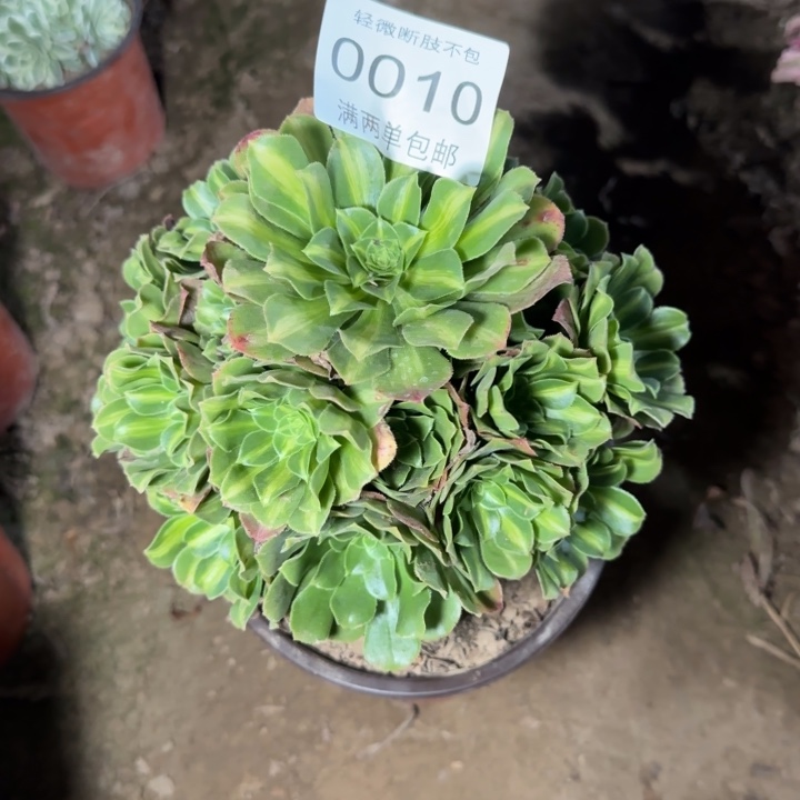 0010琉璃多肉植物