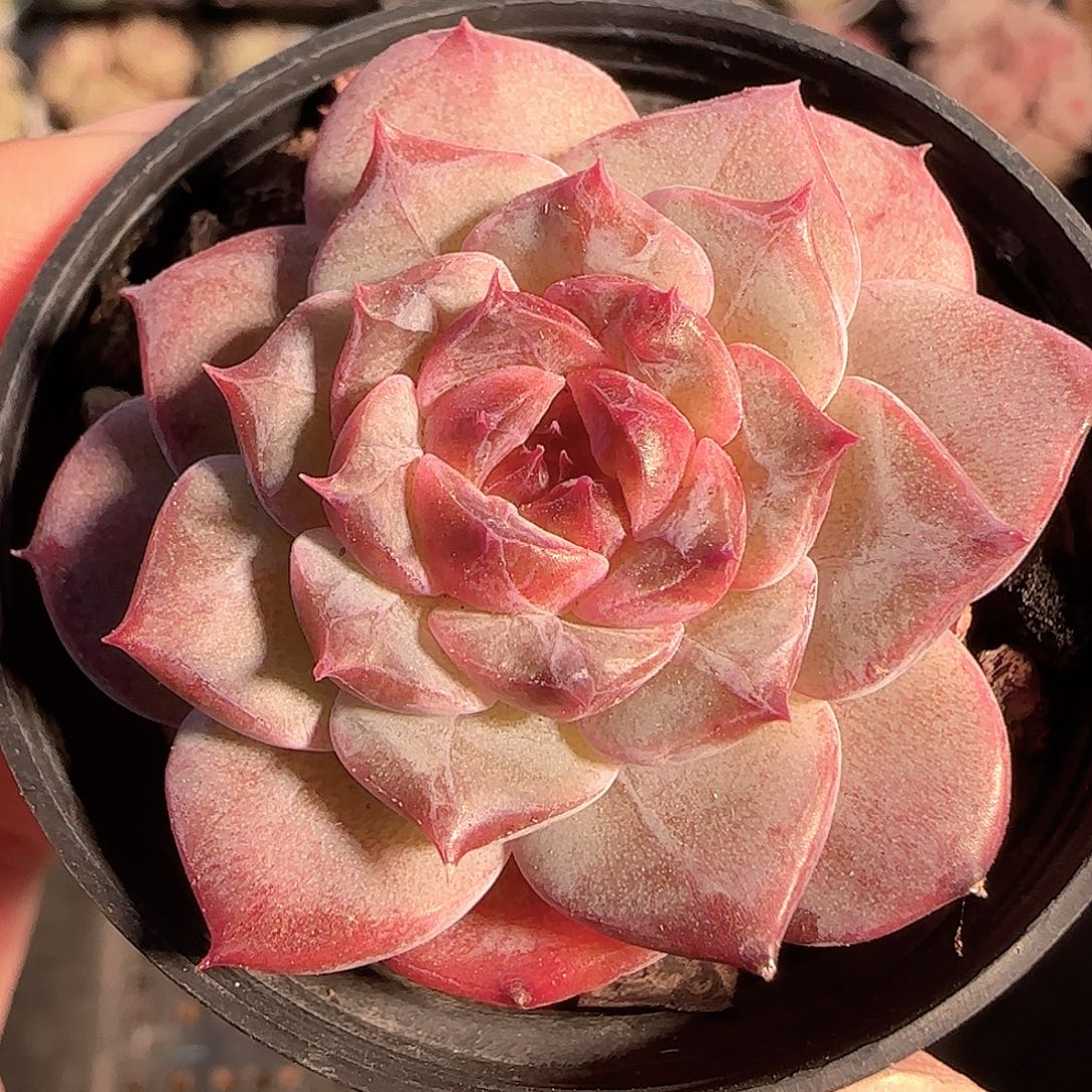 多肉1127-46车厘子冰魄