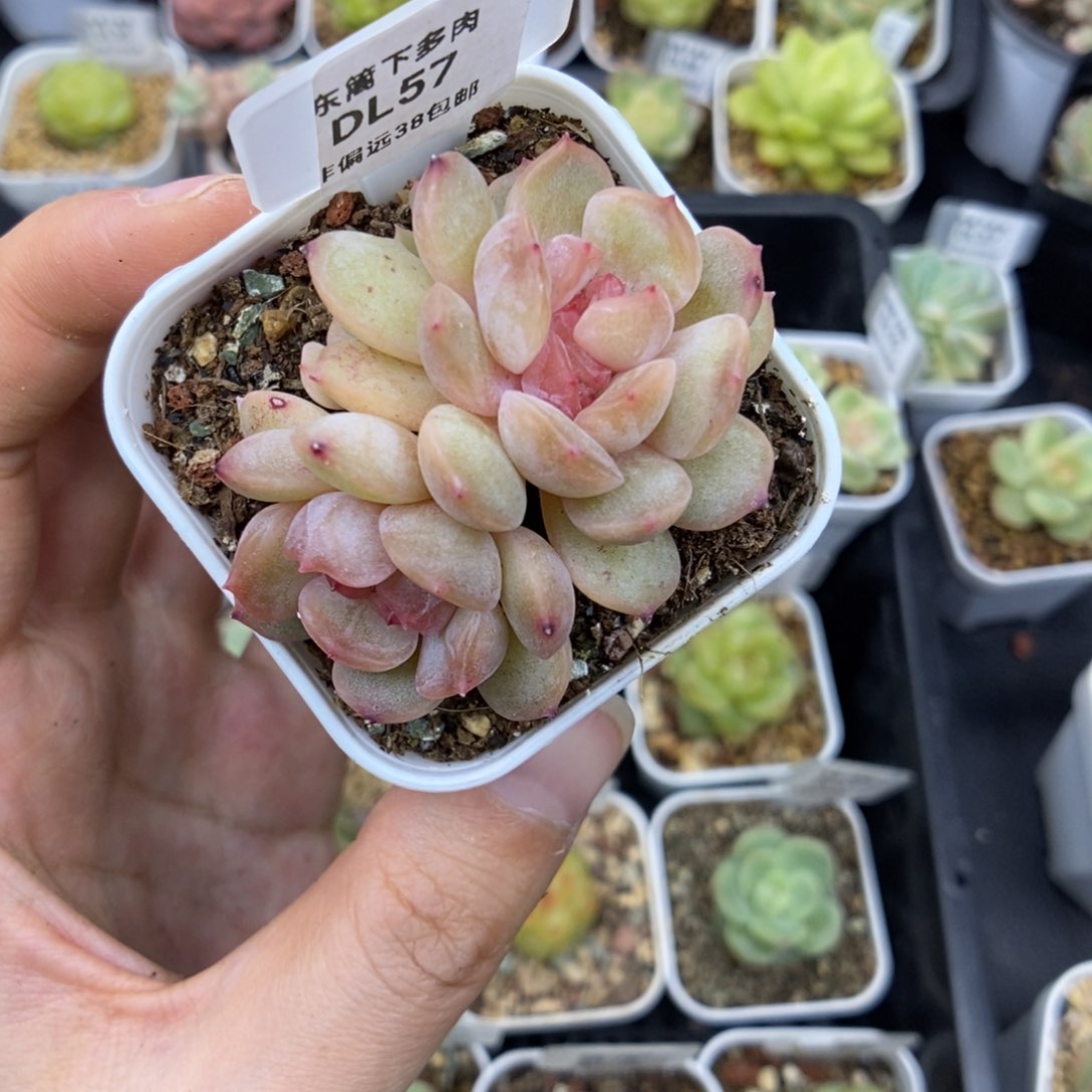 57东篱下多肉植物盆栽