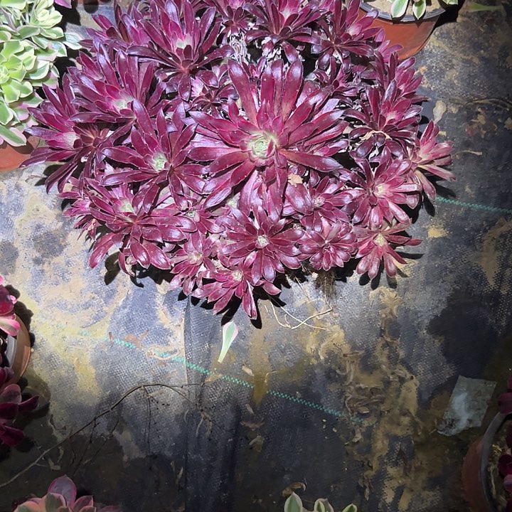 多肉法师植物链接210