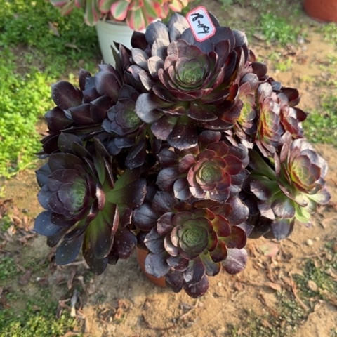 18-119赤焰莲多肉植物