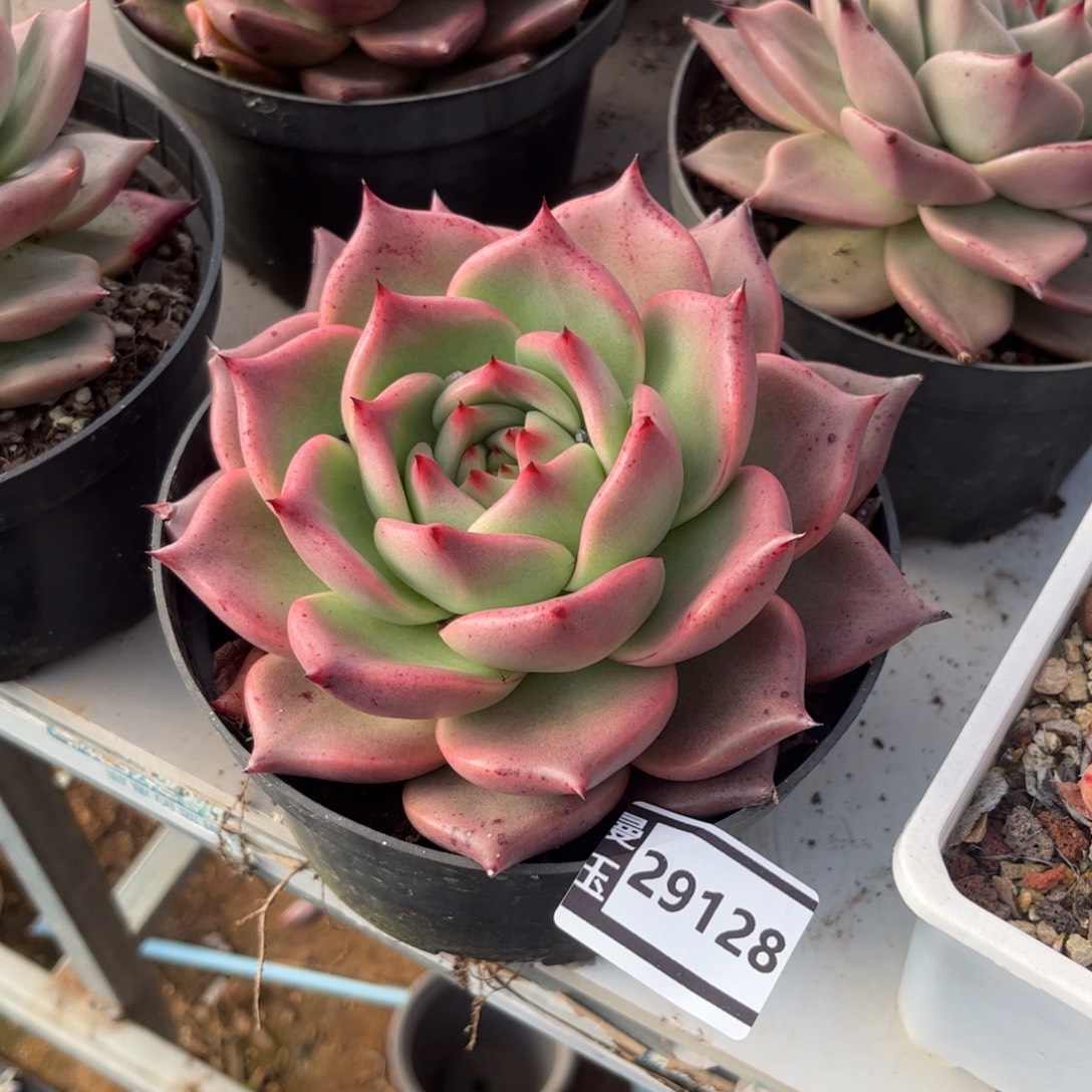 皮蛋多肉植物29128