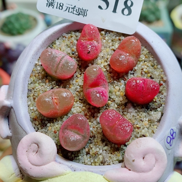 生石花花花花花花518