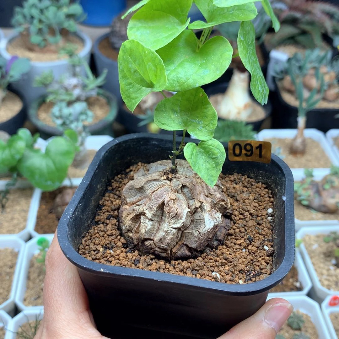 南非龟甲龙带盆4.7cm