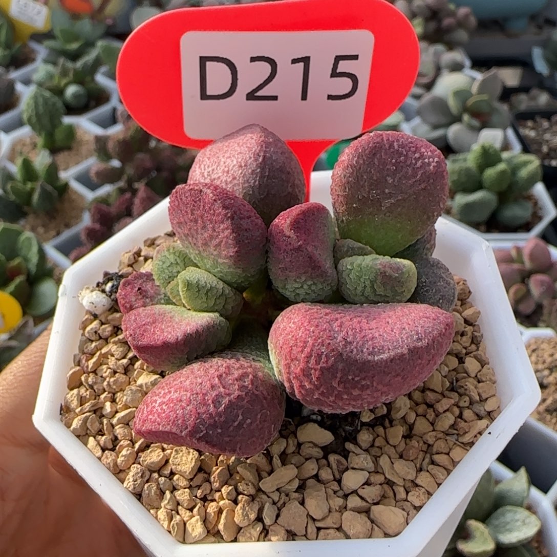 亚当水泡。  215。     