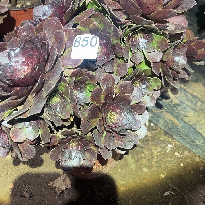 花月夜变异850号法师