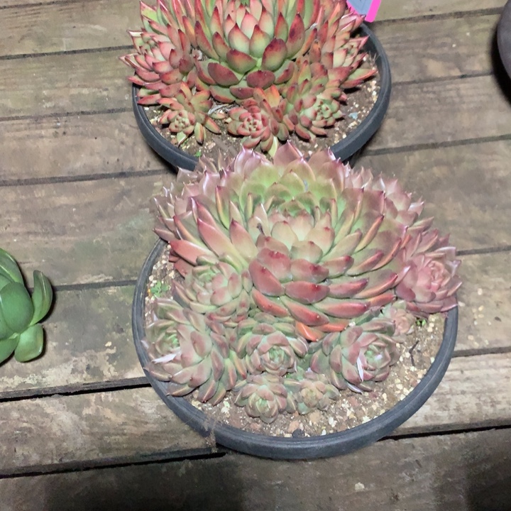 福***制处理特价活动开始啦