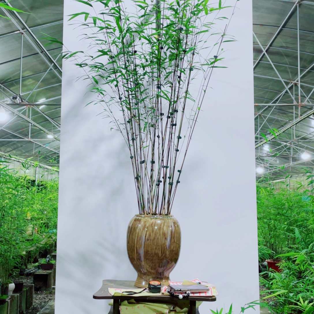 无花朵内门竹一物一拍的