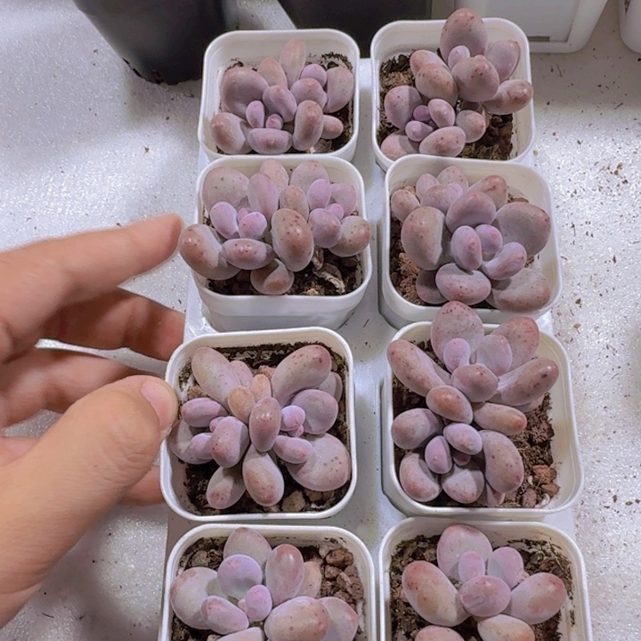 芭比奶酪双头一颗
