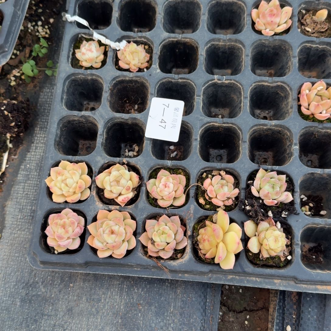 7-47侧门右三右四珍妮十棵量拍发货