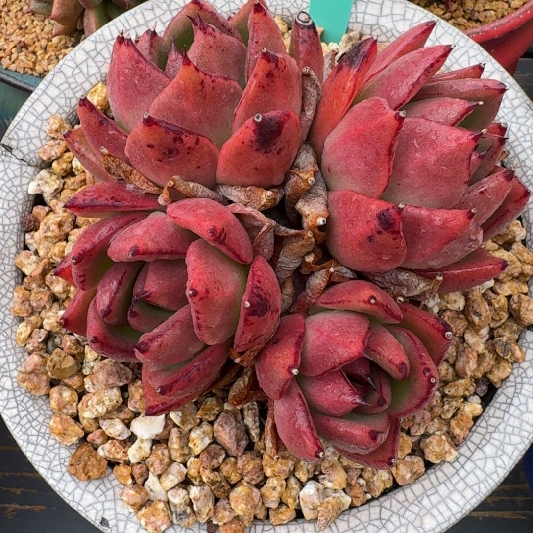 从前慢多肉精选编号1228.46