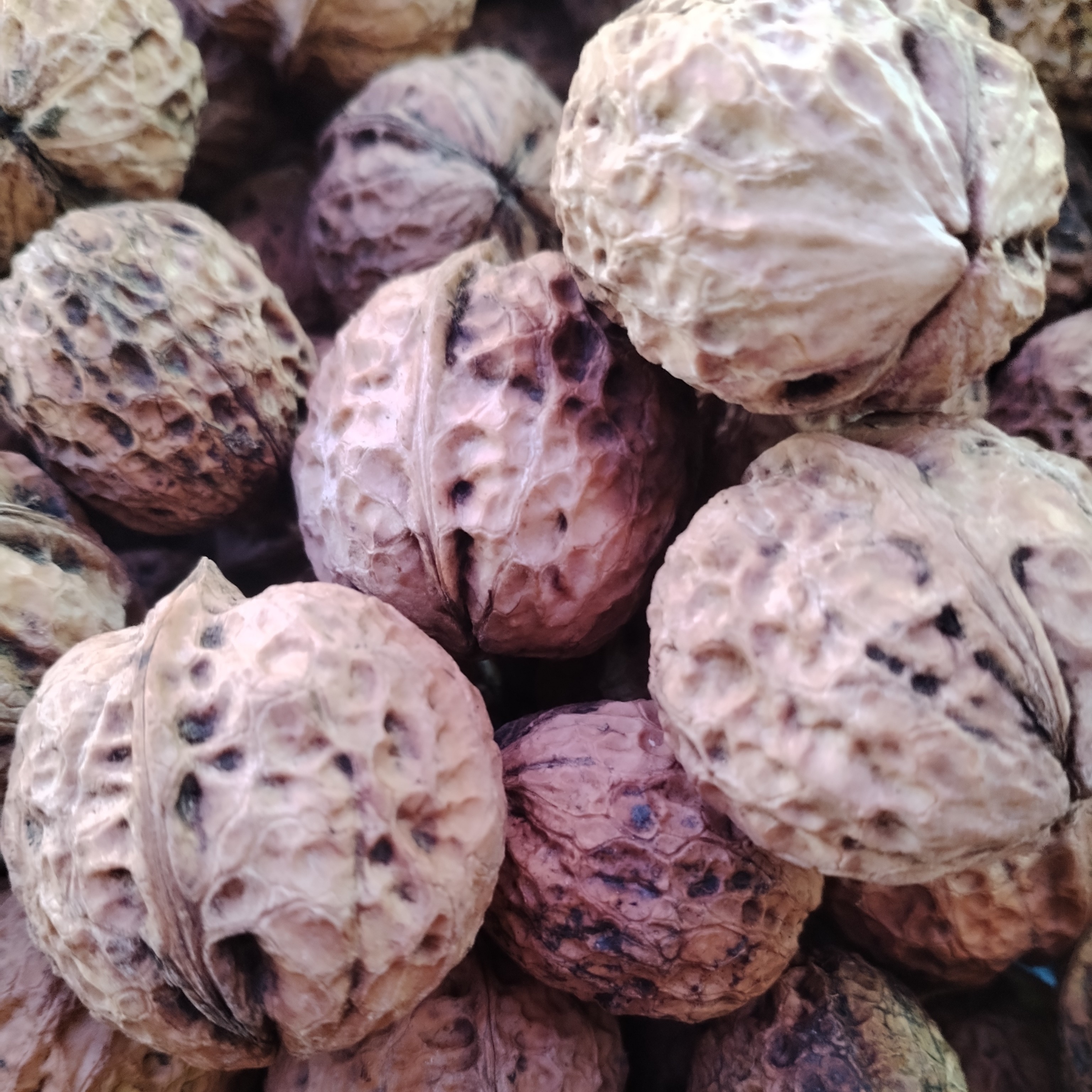 云南大理高山老品种核桃