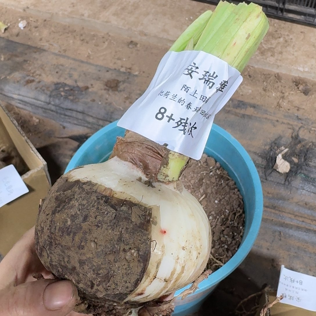 安瑞雅8+残次不包养护