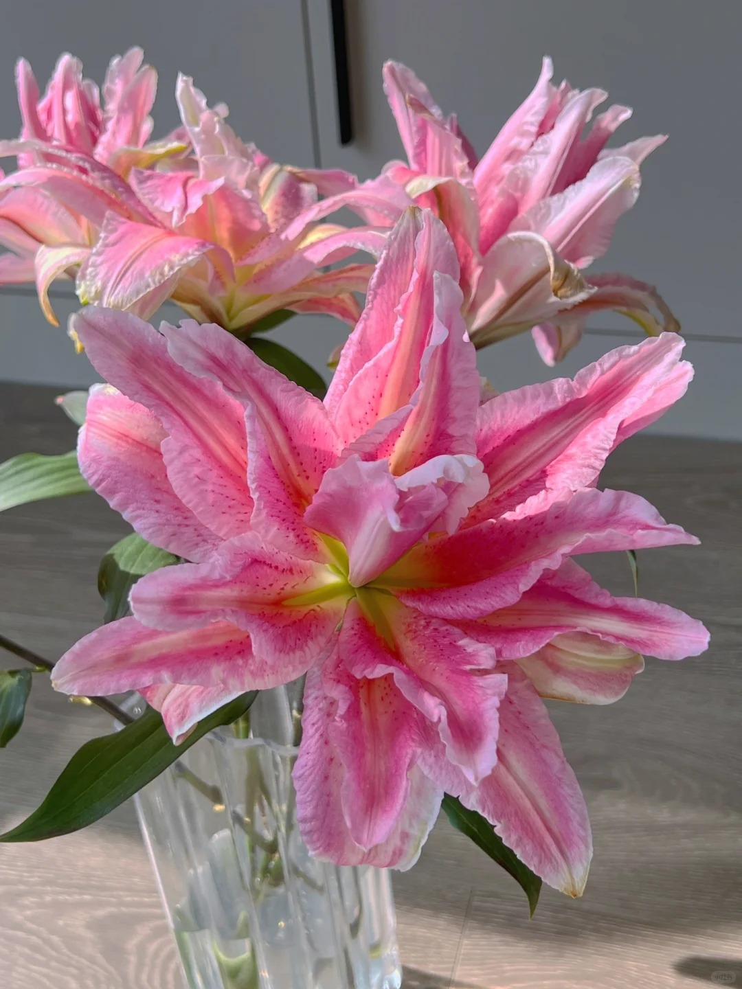 （曼曼）3头胡安娜重瓣百合5支  含2个花苞防损鲜花任意2单包邮