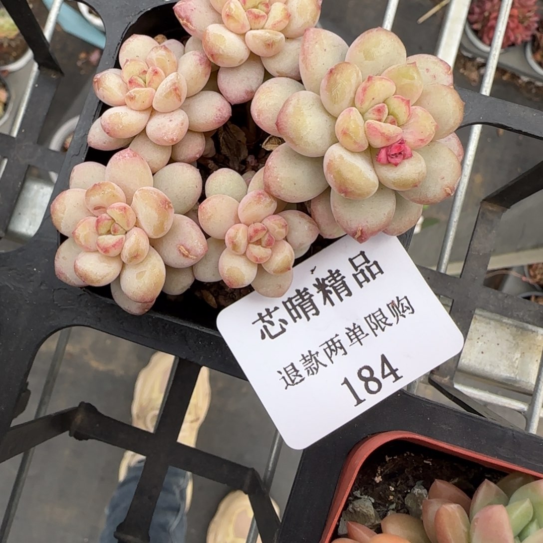 音*闪购精品多肉184号