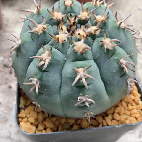 猫爪仙人球30米仙人球