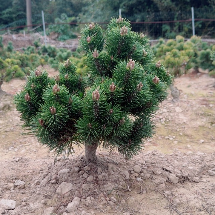 无花朵宜*g j k k