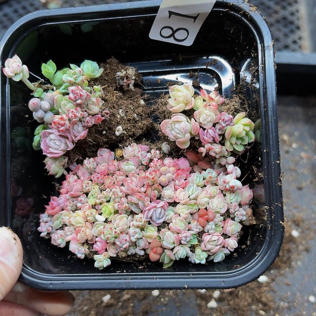 多肉植物多肉植物81