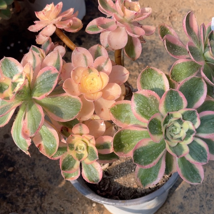 680多肉植物燕姿锦