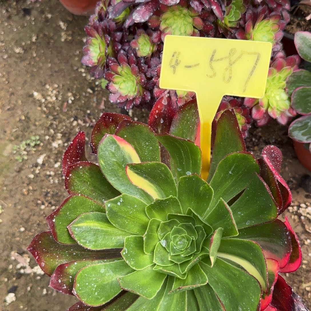 4-587--多头多肉植物