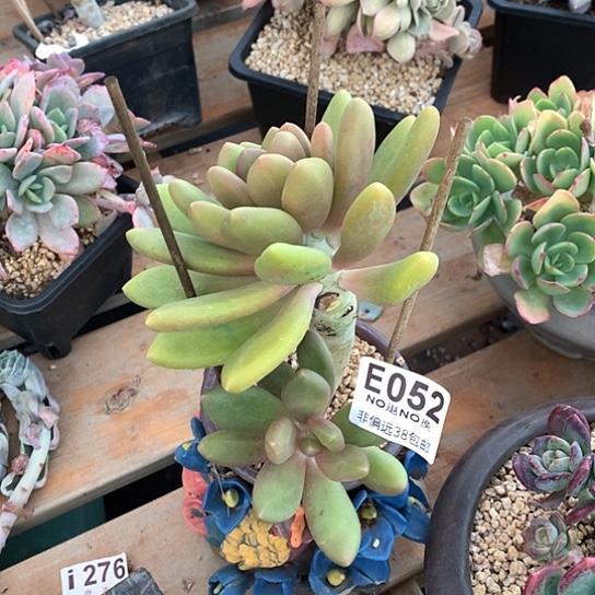 芒果奶老桩052 退款拉黑需要延迟发货