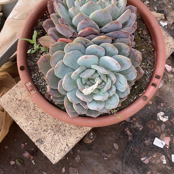 芦****）多肉植物大橙梦露