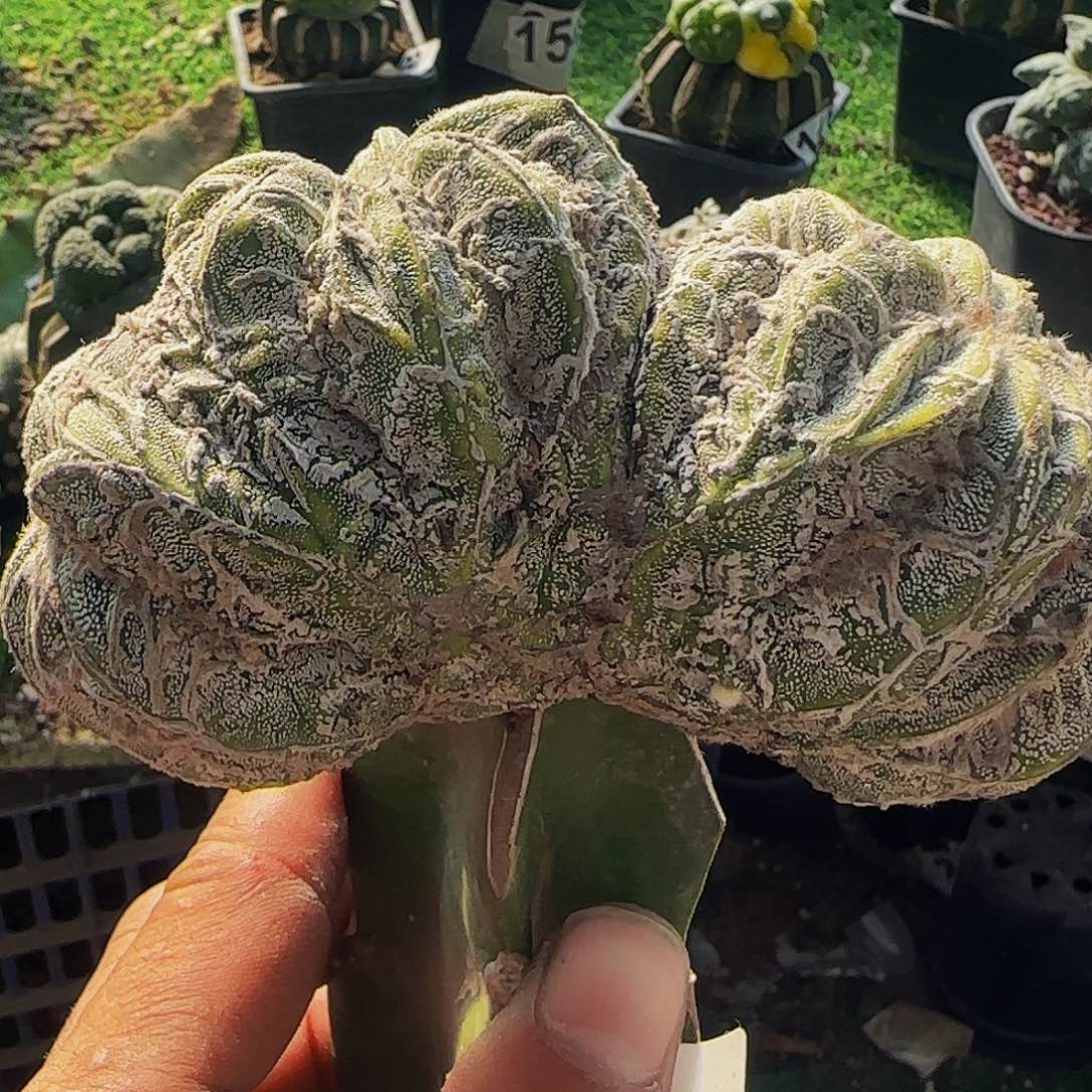 鸾凤兜缀化008仙人球