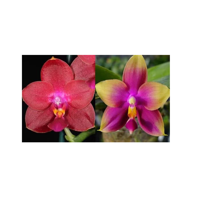 2.5寸 夏威夷龙女交郑敏-抽梗苗【叶瑕】 蝴蝶兰 商品兰