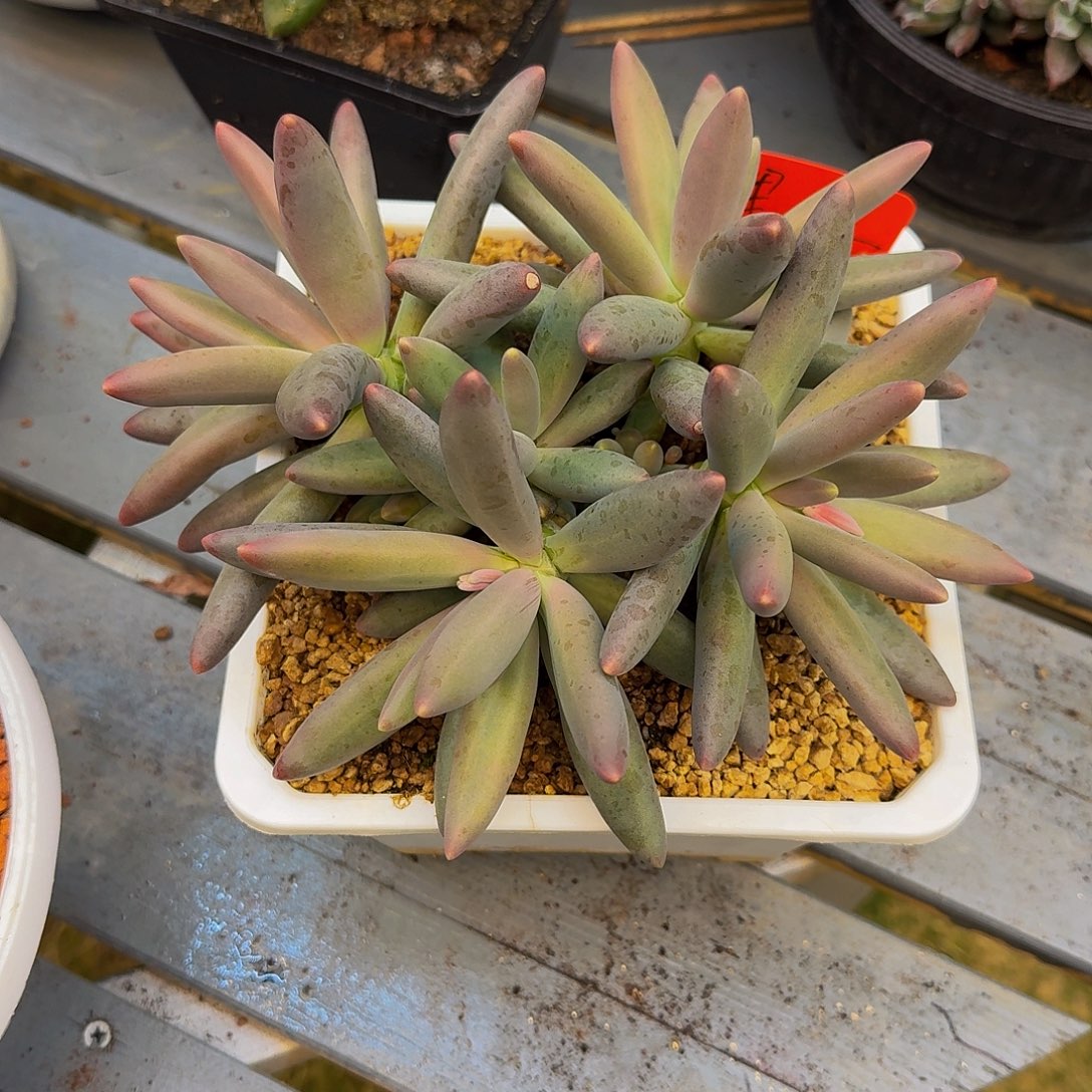 鲤***）鲤鱼新年快乐烟一颗