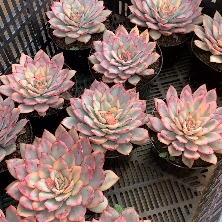 月光女神锦多肉植物两单包邮