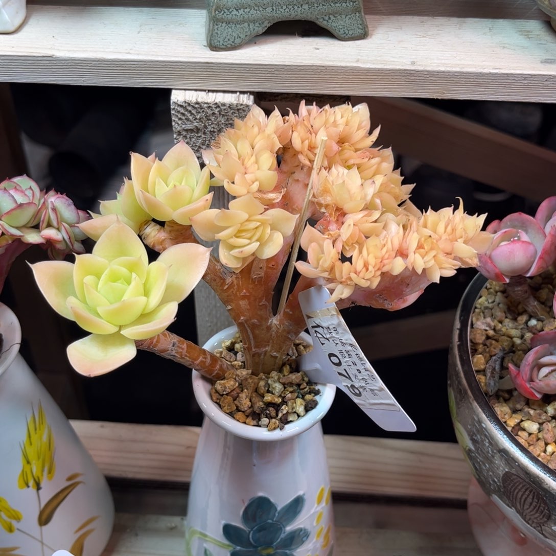 A***g星纳塔缀多肉植物ruguojinn