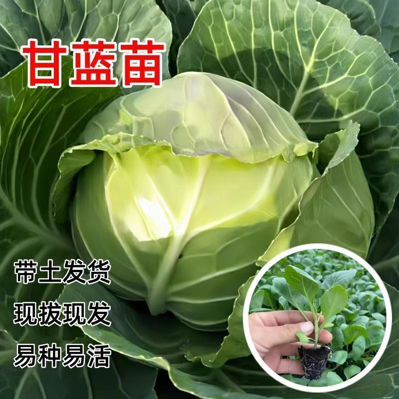 绿甘蓝包菜秧苗穴盘带土秧苗耐寒包菜大头菜苗卷心菜大果圆包菜苗