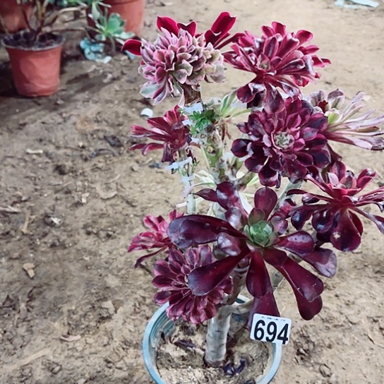 694嫁接老桩法师