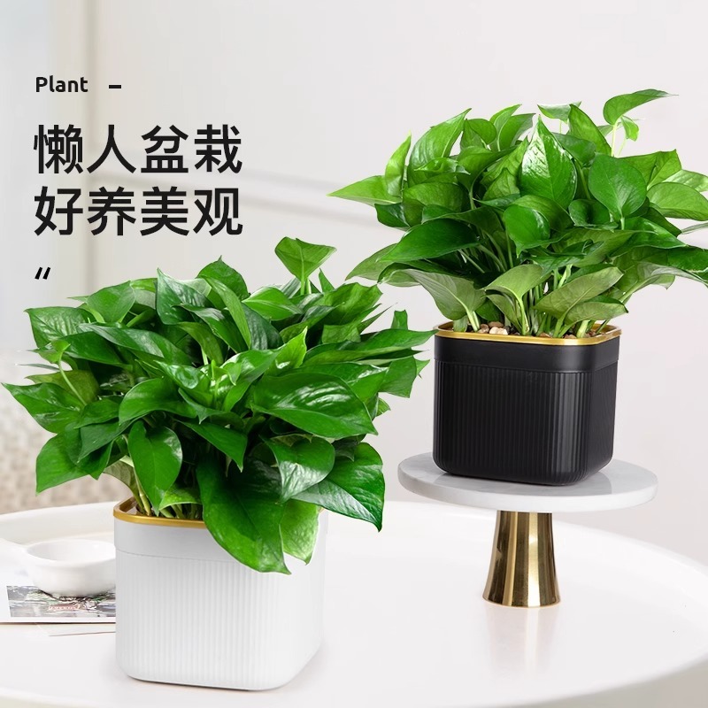 绿萝盆栽办公室内桌面植物花卉绿植水培大叶绿箩新房家用客厅好养