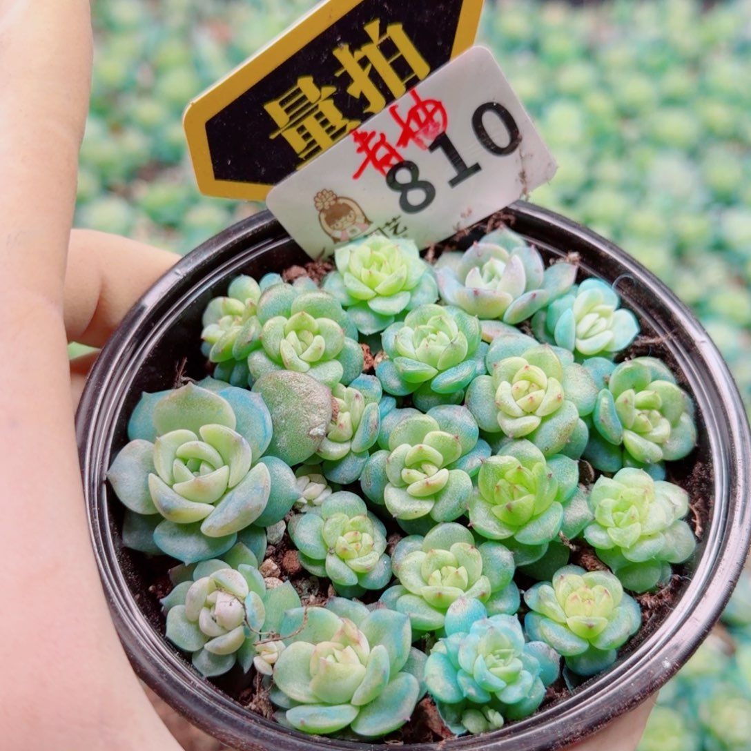 多肉植物多肉植物