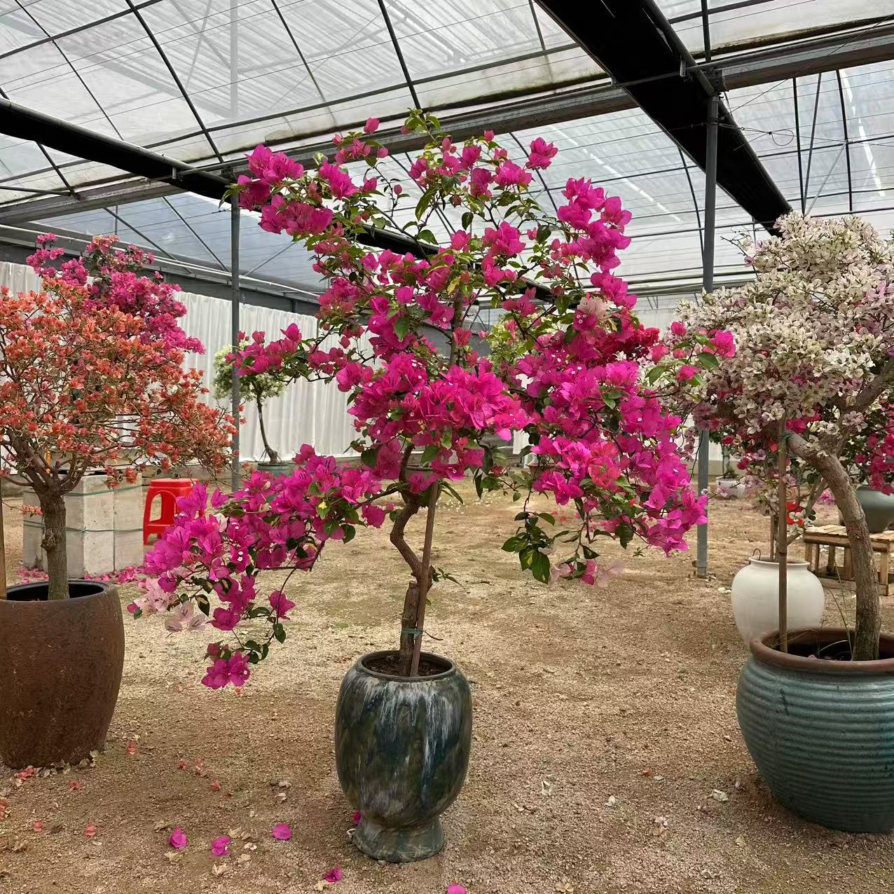 （一物一拍）直播间庭院阳台三角梅盆栽四季开花爬藤造型带花带盆