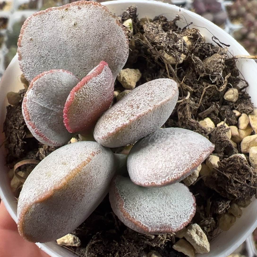 Rose磨砂蛋系多肉植物