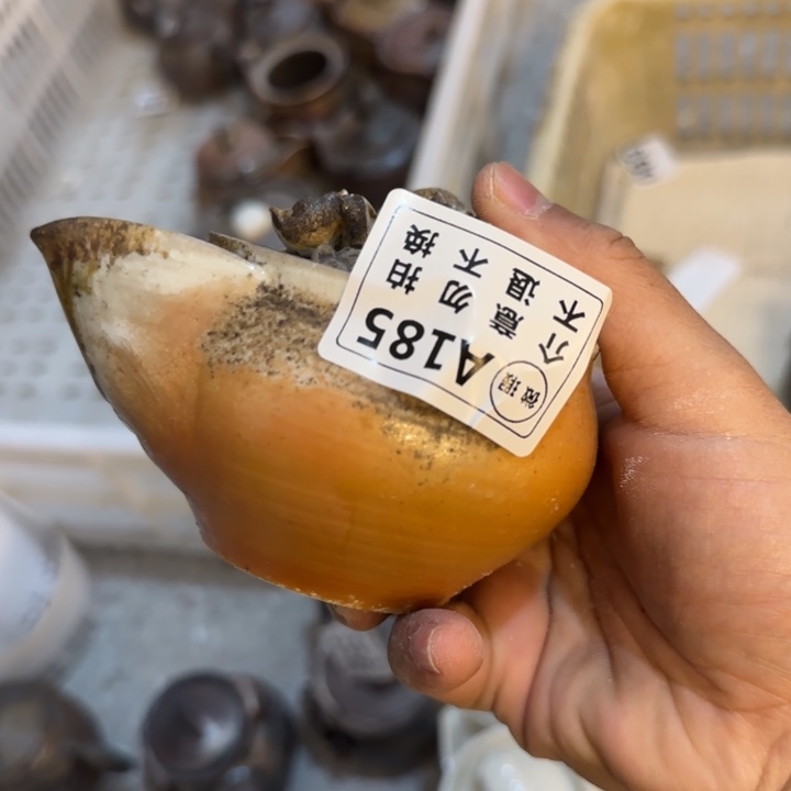 紫砂茶壶柴烧新品福利多多