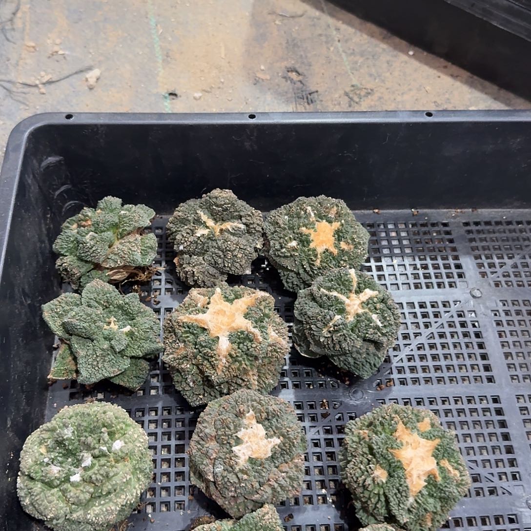 哥斯拉自根5.5cm起发，小萝卜根