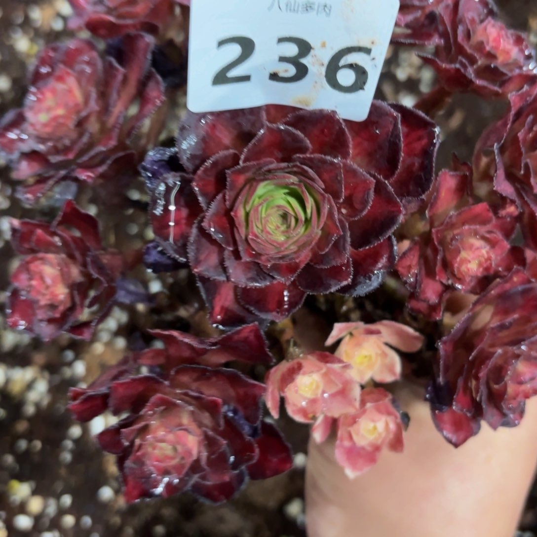 236多肉植物海王七彩无根