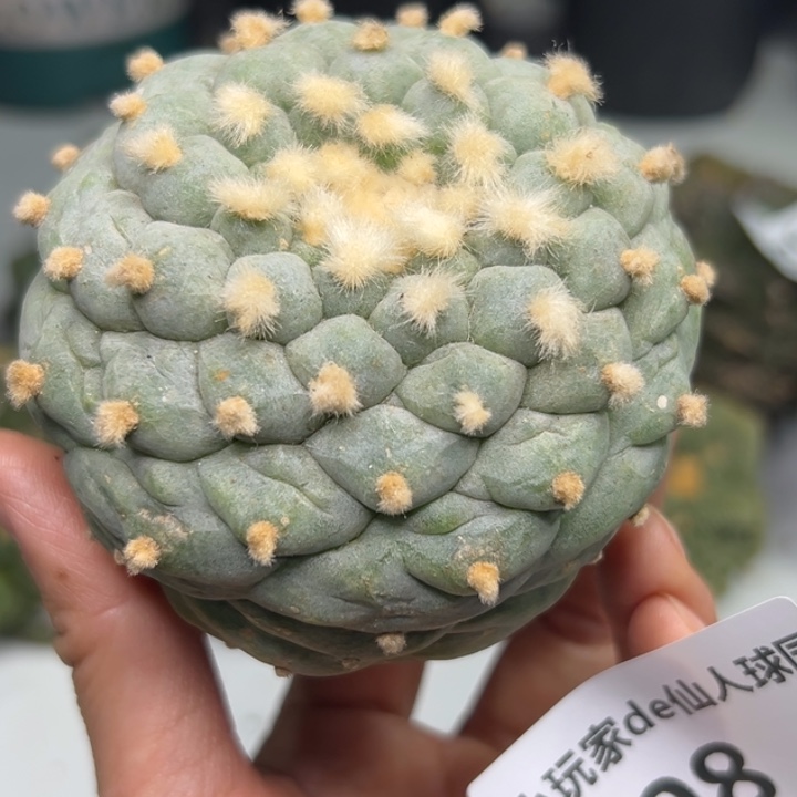 98 无根 仙人球的故事