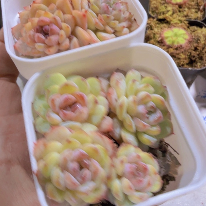 冰葡萄裙两盆一组