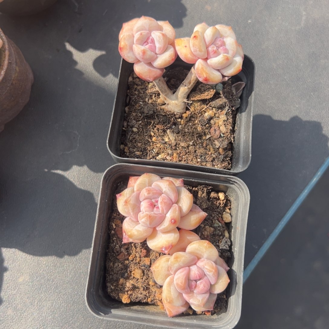 俩个紫梦露老庄0000000000