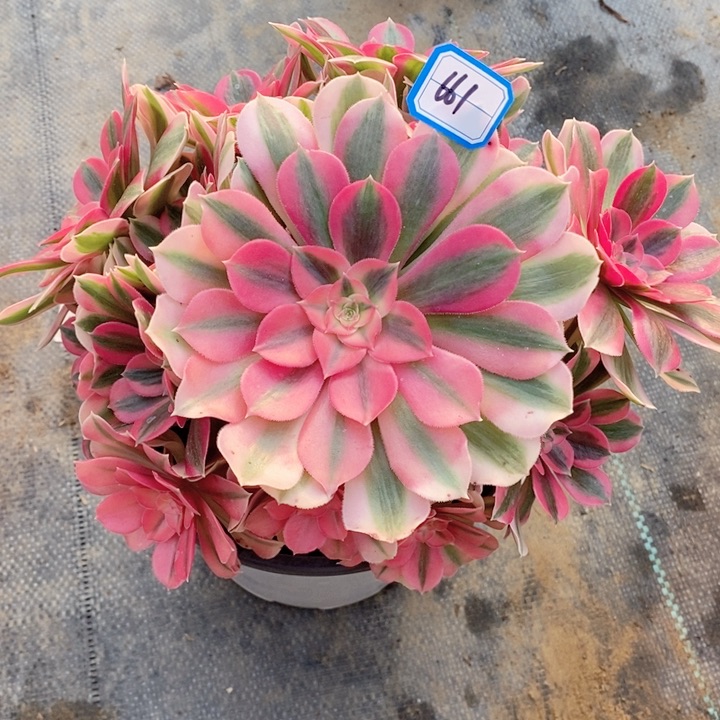 661粉女巫多肉法师