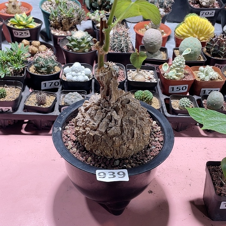 939超大龟甲箩魔块根