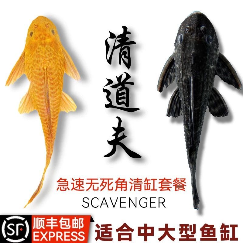 豹纹清道夫鱼女王大帆冷水热带小型特大吸盘热带工具鱼清洁观赏鱼