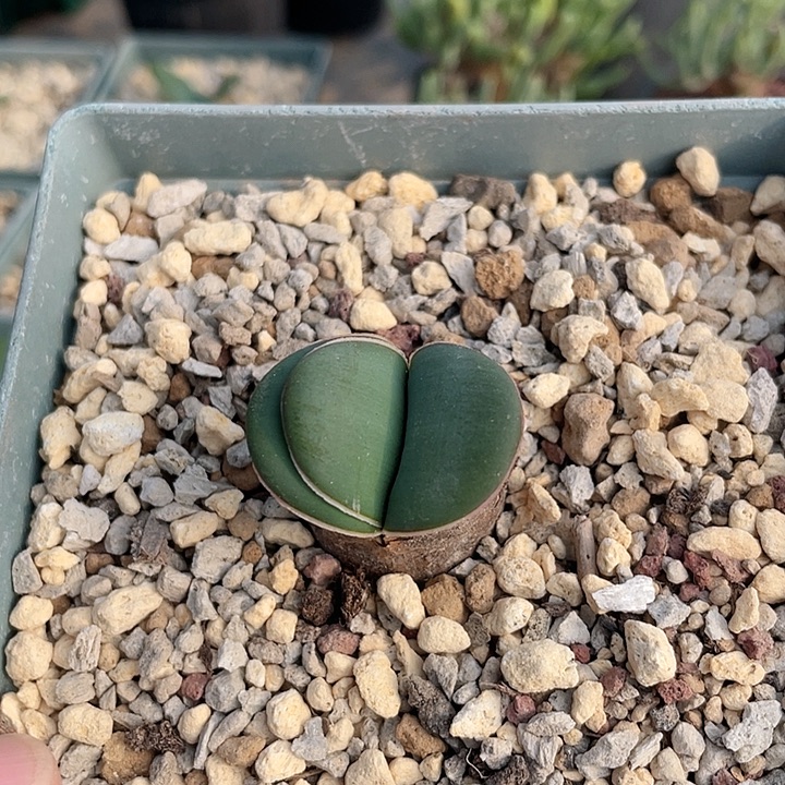 072产地蕾丝灯台百合