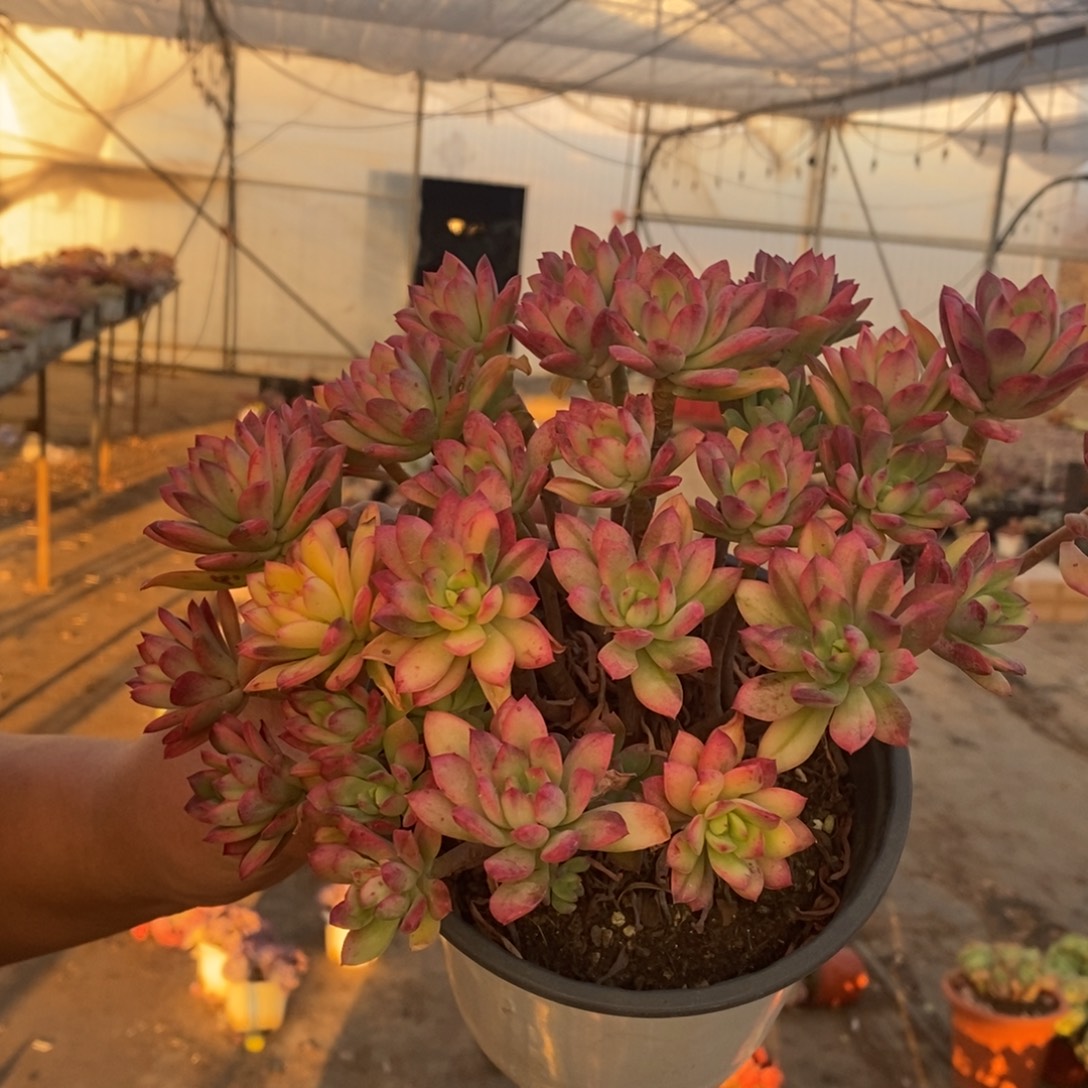 小叮当锦整桩无砍大盆