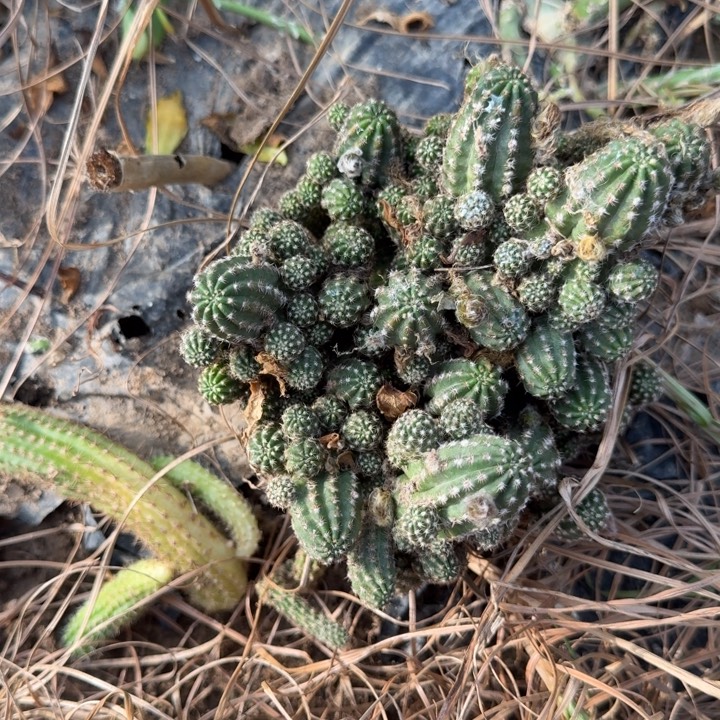 白檀仙人掌群生一群291
