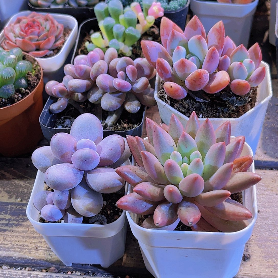 桃蛋。奶酪。蜻蜓。奥普